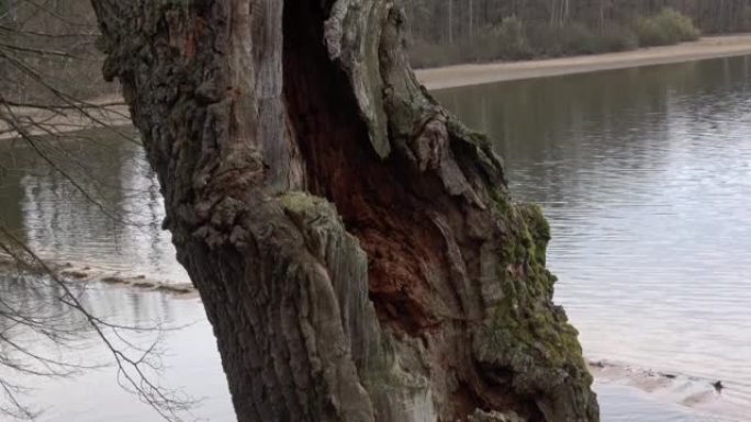 旧树干。枯树。特写老树树皮，生态学概念。