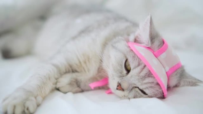 漂亮的灰猫，有粉红色的蝴蝶结，帽子和粉红色的围巾。