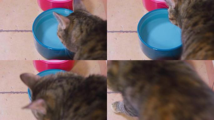 胖虎斑猫走近一碗陶瓷水，嗅着它，笨拙地走开，踩在它上面，因为宠物不渴或水不够新鲜，俯视图，特写