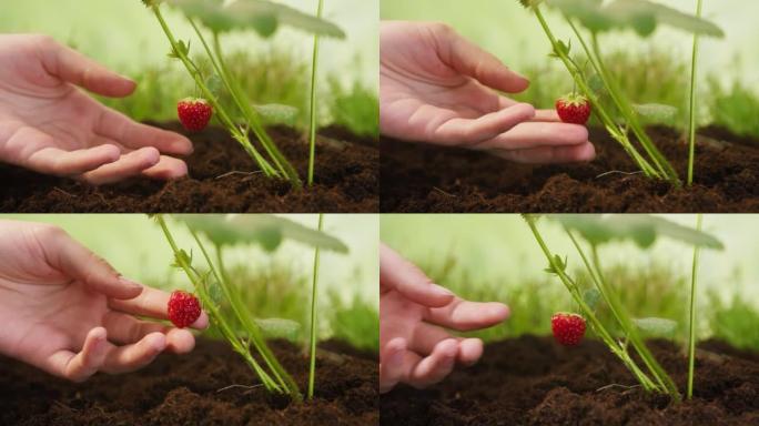 在芽上抚摸成熟的红色草莓，用手握住地面上的浆果生长的小苗，园艺护理并热爱耕种。绿色植物叶子的特写