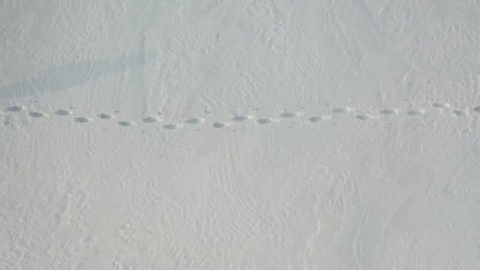 背着背包的孤独旅行者穿过白雪皑皑的沙漠。在极冷条件下生存的概念。顶视图