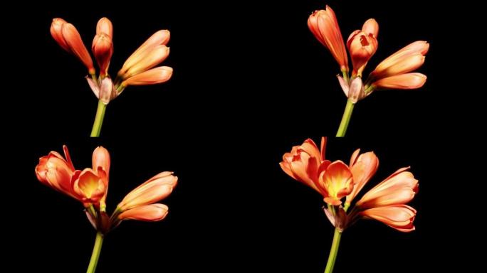 从花蕾到盛开的卡菲尔百合花的延时镜头，在黑色背景上隔离特写，缩小效果。