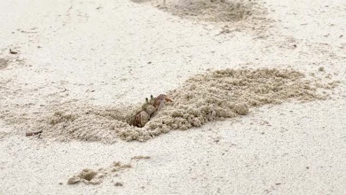 有趣的鬼蟹挖洞扔沙子