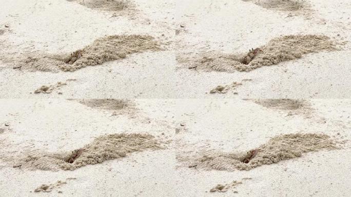 有趣的鬼蟹挖洞扔沙子