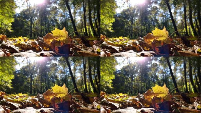 倒下的黄色枫叶紧贴高大树木的背景，在风中容易摇摆。阳光明媚的秋天。