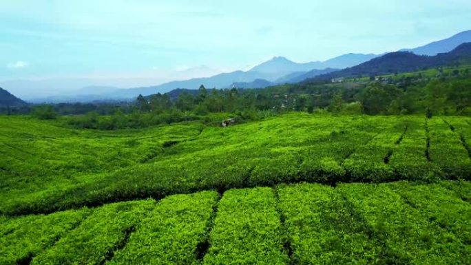 印度尼西亚西爪哇省苏邦高地山景鲜茶种植园俯视图的视频片段。4k分辨率的专业拍摄