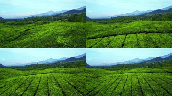 印度尼西亚西爪哇省苏邦高地山景鲜茶种植园俯视图的视频片段。4k分辨率的专业拍摄