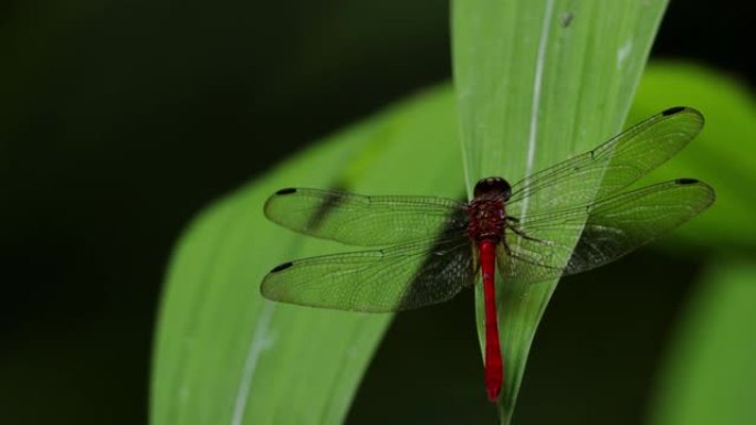 蜻蜓，甘博亚，巴拿马