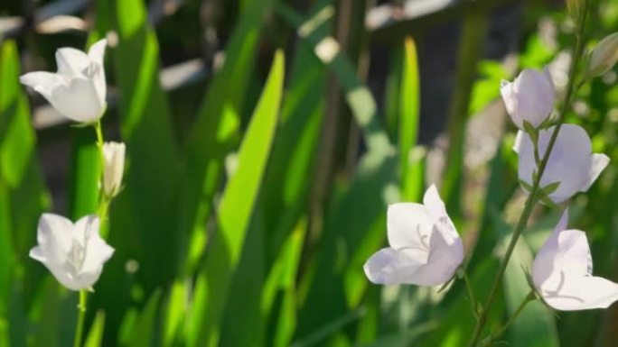在明亮的夏日，风中风月在花园里摇摆。在户外生长的白色花手铃 (Campanula的拉丁文，Campa