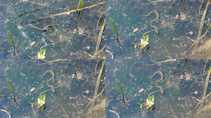 沼泽灌木丛中的蛇和水藻，特写镜头，河流中的蛇
