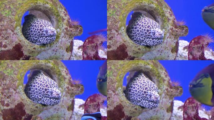 蓝色背景水族馆中的豹纹海鳗。濒危珍稀鱼类
