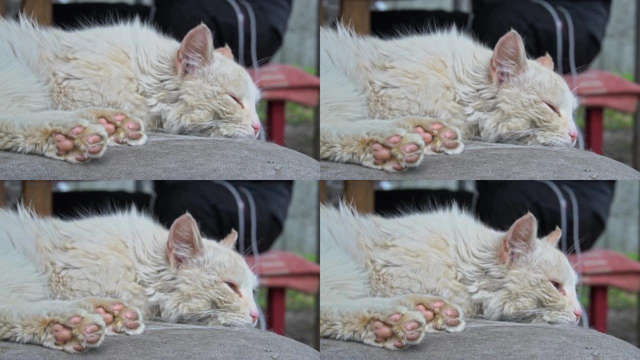 无家可归的脏猫躺在院子里被撕裂的脏椅子上