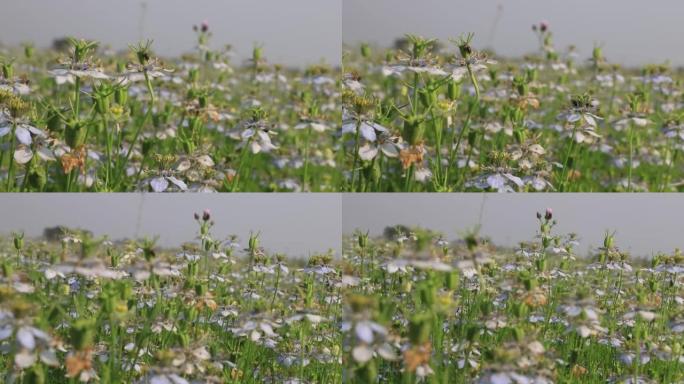 特写聚焦盛开的绿色黑种草花朵在野外风中摇摆