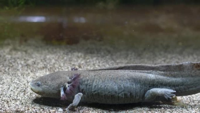 水族馆沙质底部的阿索洛特墨西哥步行鱼Ambystoma Mexicanum