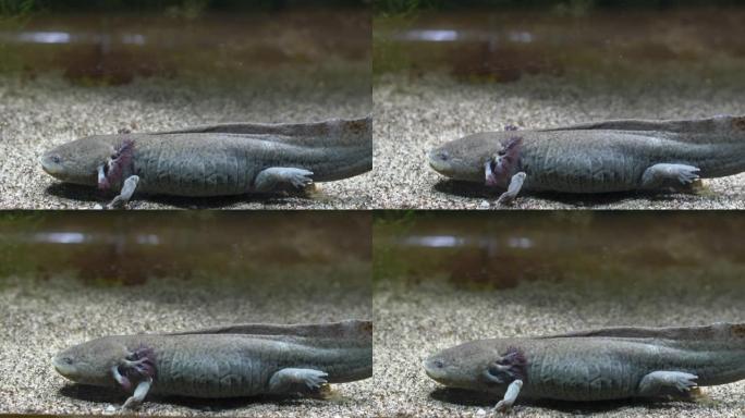 水族馆沙质底部的阿索洛特墨西哥步行鱼Ambystoma Mexicanum