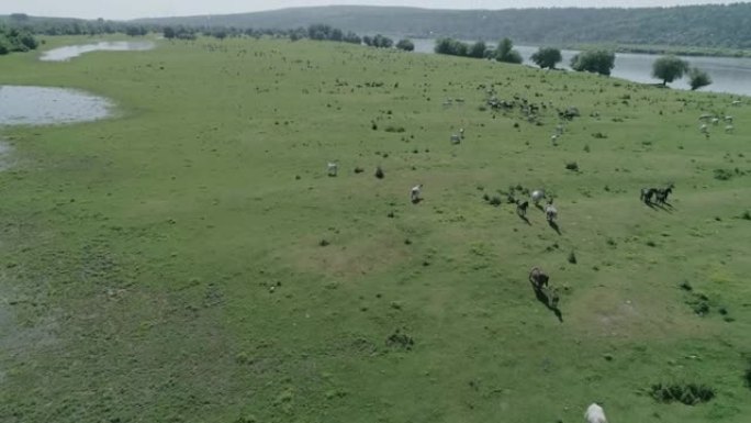 在草地上奔跑的野马群