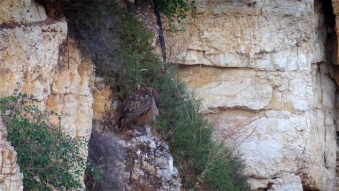 鹰鸮栖息在岩石上