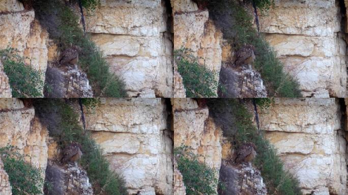 鹰鸮栖息在岩石上