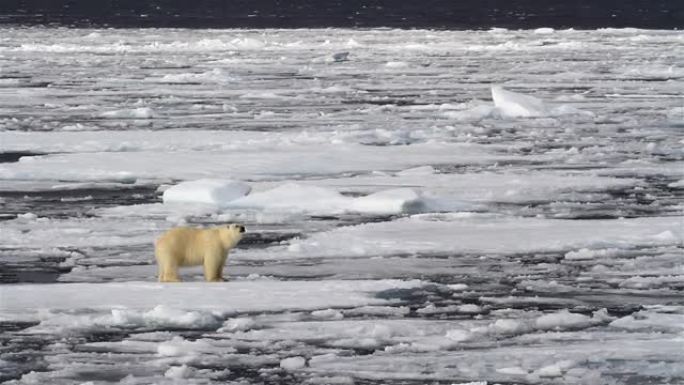北极熊站在融化的破碎海冰上
