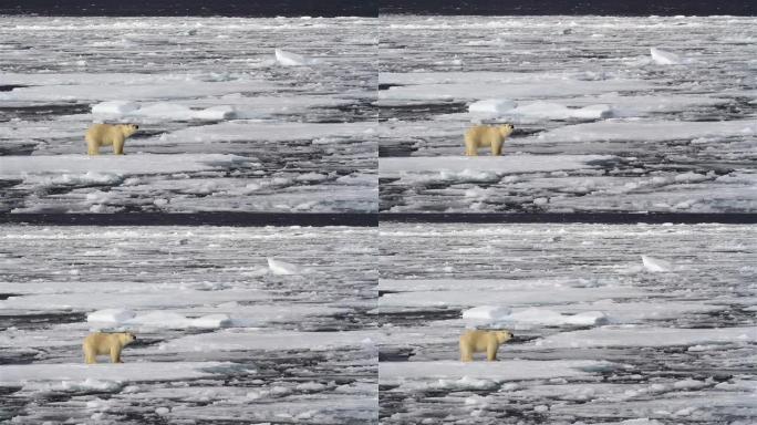 北极熊站在融化的破碎海冰上