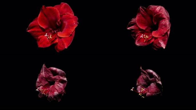 红色孤挺花的逆时间流逝。美丽的诞生。枯萎的花复活了。完美的春天植物Hippeastrum重生