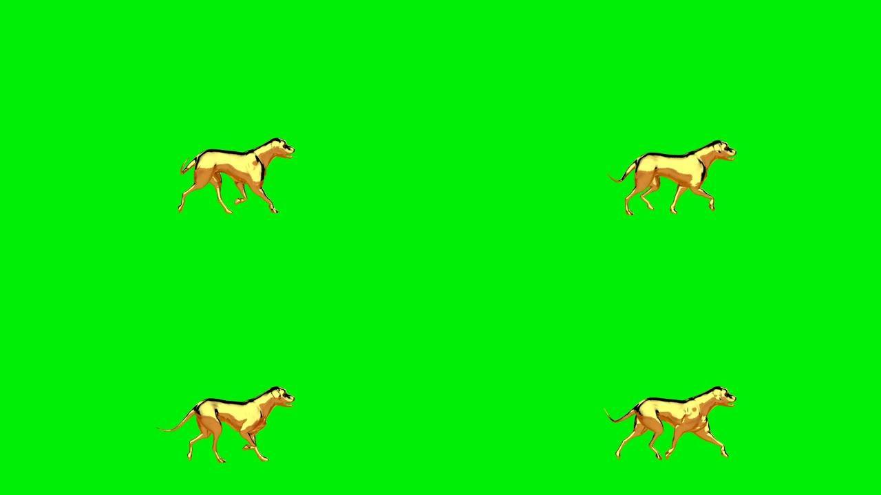 金毛猎犬行走，无缝循环，绿屏