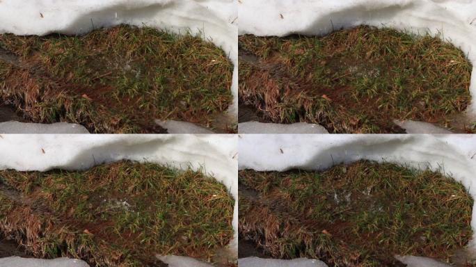 在融化的雪的背景下，水滴滴入绿草的水坑中。立春，特写