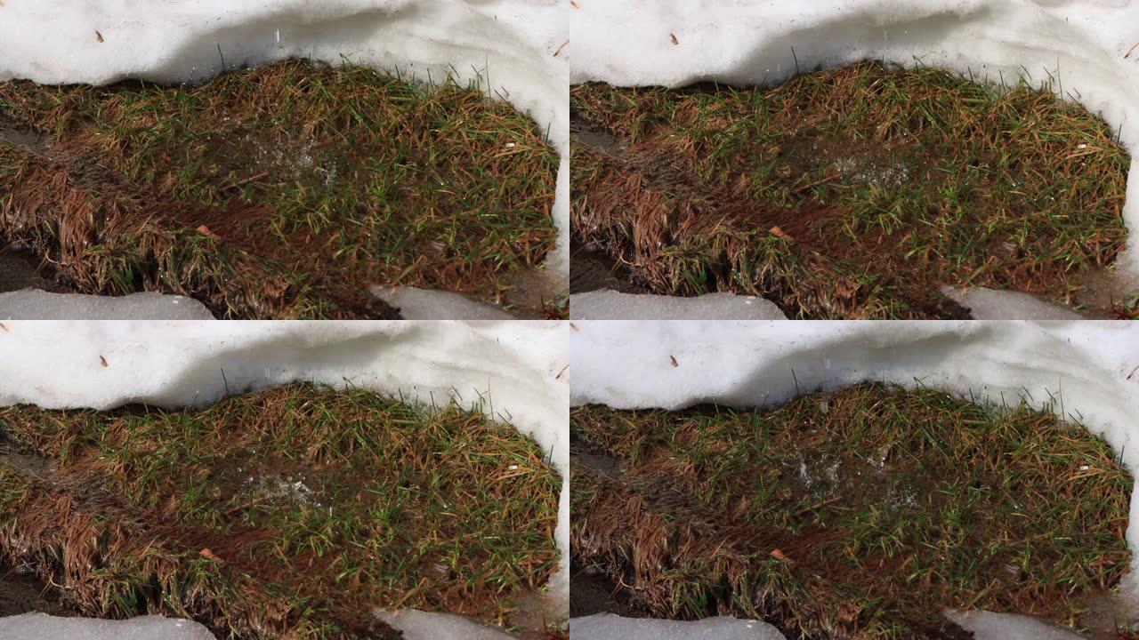 在融化的雪的背景下，水滴滴入绿草的水坑中。立春，特写