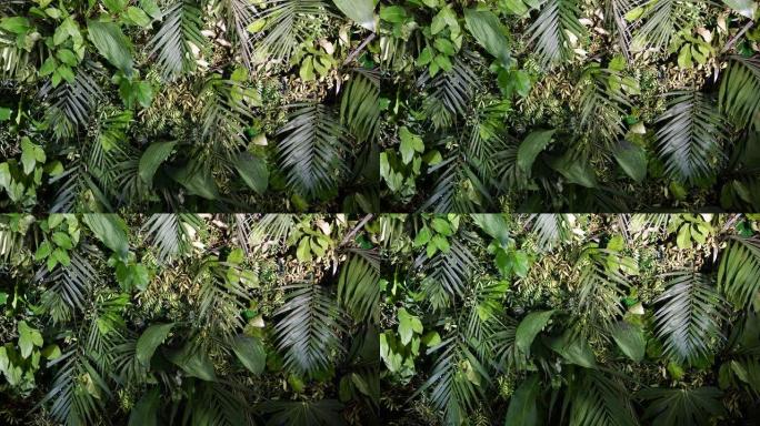 绿色植物叶子热带的装饰背景墙