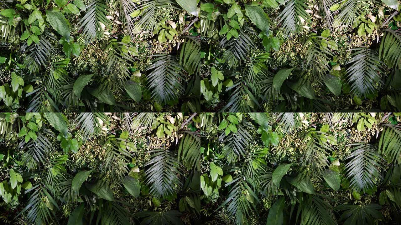 绿色植物叶子热带的装饰背景墙