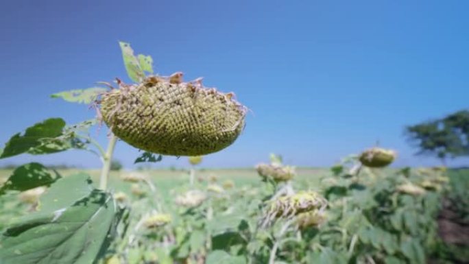 向日葵的花瓣变干并掉落，准备收获种子，农业农场