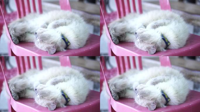 猫睡觉小猫咪饲养流浪猫