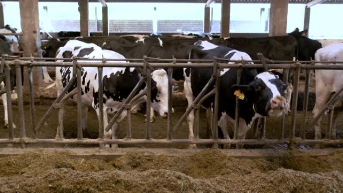 用谷仓上的干草从篱笆上喂养的奶牛