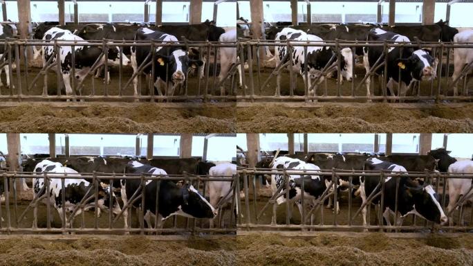 用谷仓上的干草从篱笆上喂养的奶牛