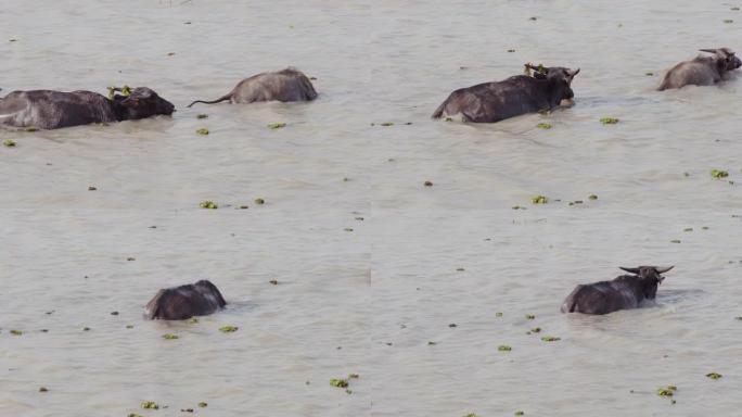湖中的野生水牛，用于在水下取草或海藻食物