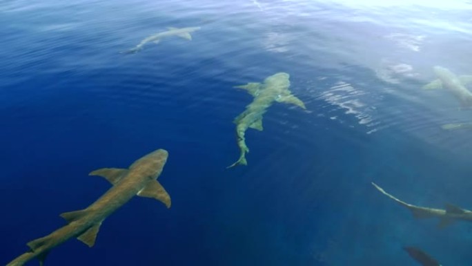 马尔代夫的一群护士鲨。一群护士鲨在海面上游泳