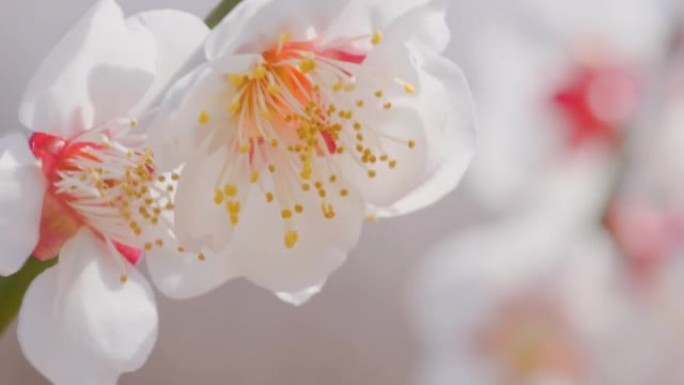 美丽盛开的梅花，神奈川县Soga plum Grove
