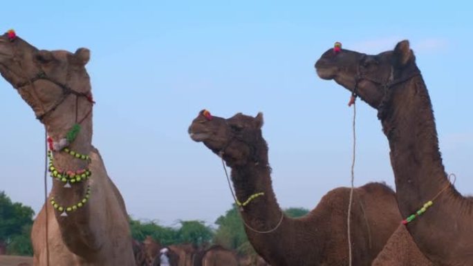 骆驼在普什卡梅拉骆驼集市上野外吃嚼。普什卡,拉贾斯坦邦,印度