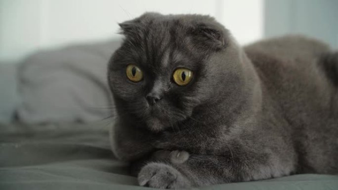 放松和懒惰的概念。灰猫苏格兰折叠躺在床上