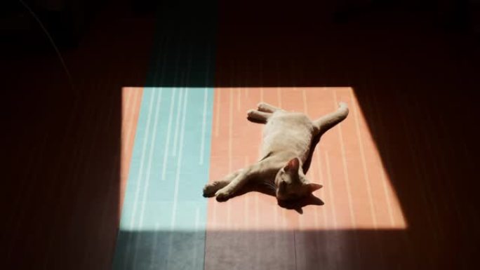 木地板上的阳光，层压板上的阳光阴影。姜小猫躺在阳光下的地板上。