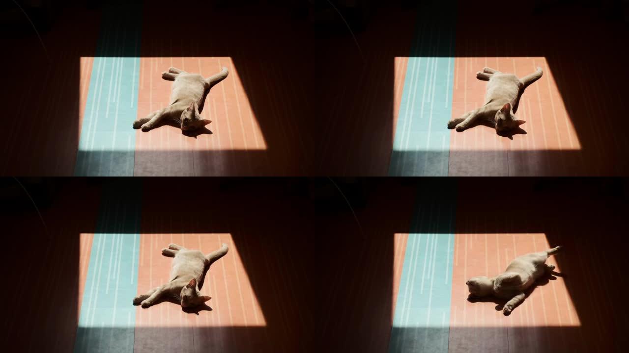 木地板上的阳光，层压板上的阳光阴影。姜小猫躺在阳光下的地板上。