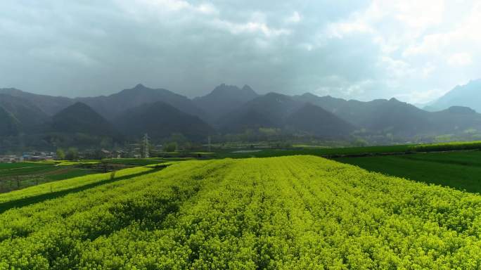 山脚下油菜花航拍