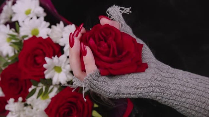 红色玫瑰花蕾的女人的手。女性手持时尚针织手套，黑色背景花头，花束