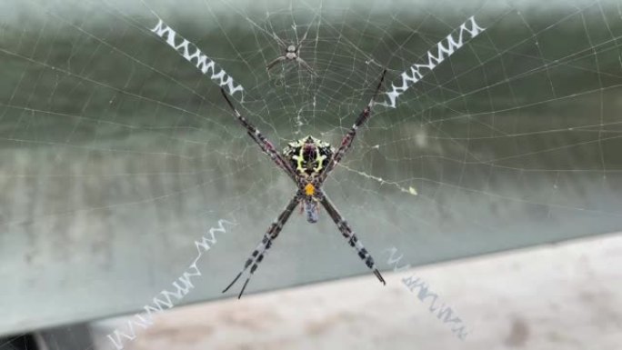 蜘蛛爬到网上。