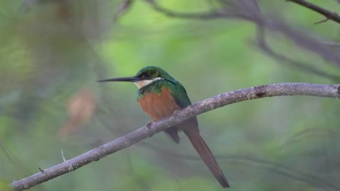 红斑尾Jacamar