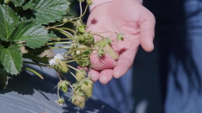 游客在花园里手工采摘草莓的特写
