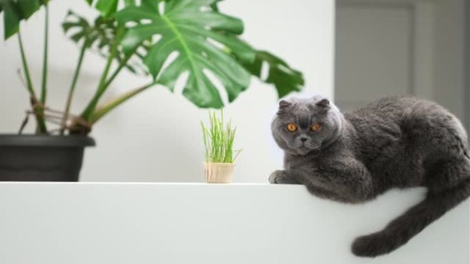 苏格兰折叠猫肖像在白色背景与绿色monstera室内植物。英国短毛猫家猫吃在花盆中生长的绿色燕麦草芽