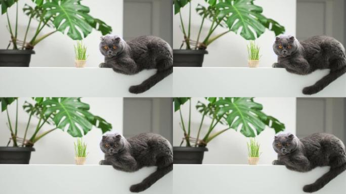 苏格兰折叠猫肖像在白色背景与绿色monstera室内植物。英国短毛猫家猫吃在花盆中生长的绿色燕麦草芽