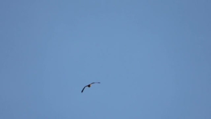 夏天，一只鹰在蓝天上飞翔。