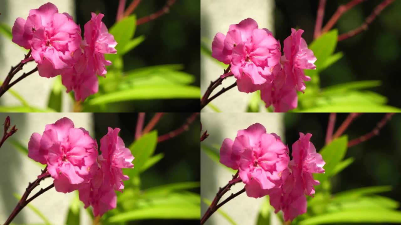 夹竹桃一种狗豆，玫瑰湾，植物名称为Nerium夹竹桃。盛开植物夹竹桃的花园。关闭柔软的粉红色甜夹竹桃